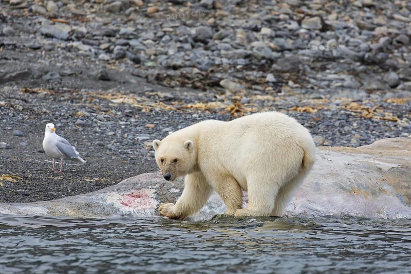 Scavenging Polar bear