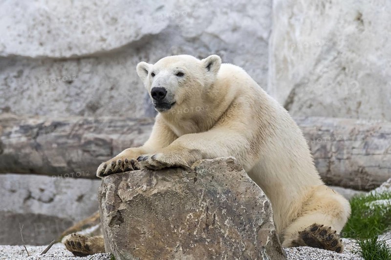 Polar bear
