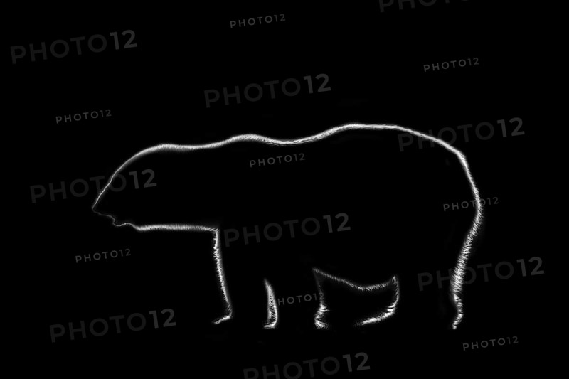 Black and white rim light silhouette of Polar bear