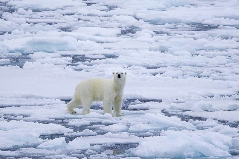 Lone polar bear