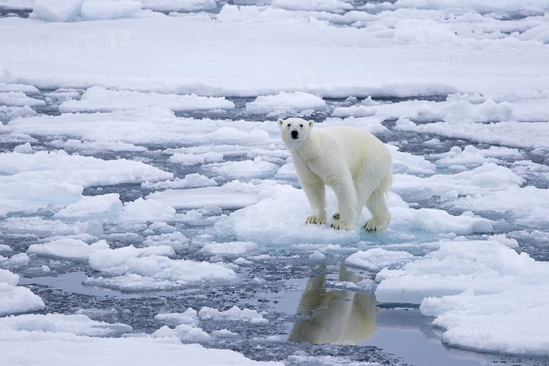 Lone polar bear