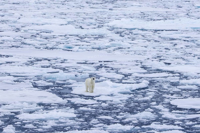 Lone polar bear