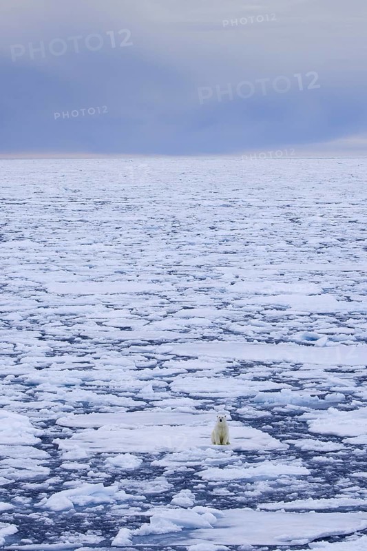 Lone polar bear