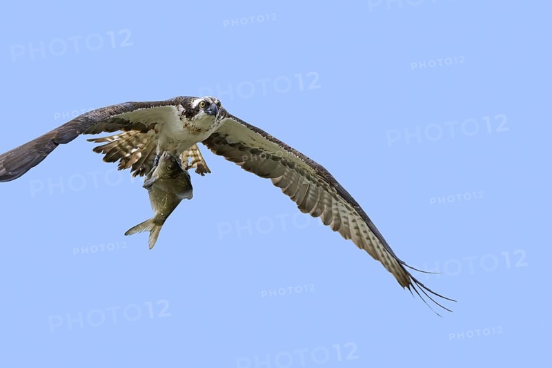 Western osprey