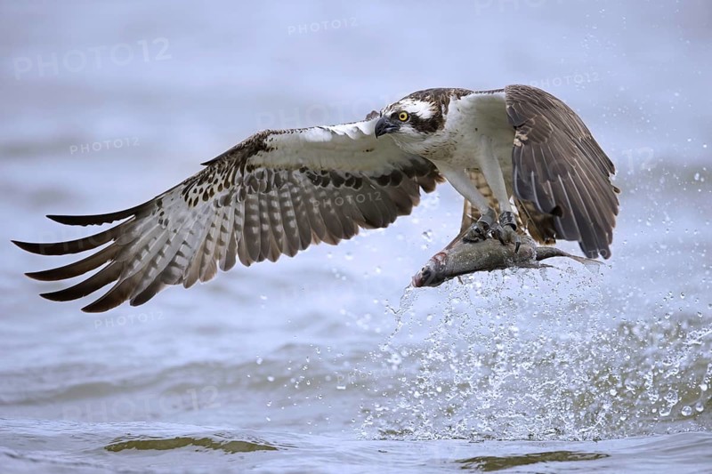 Western osprey