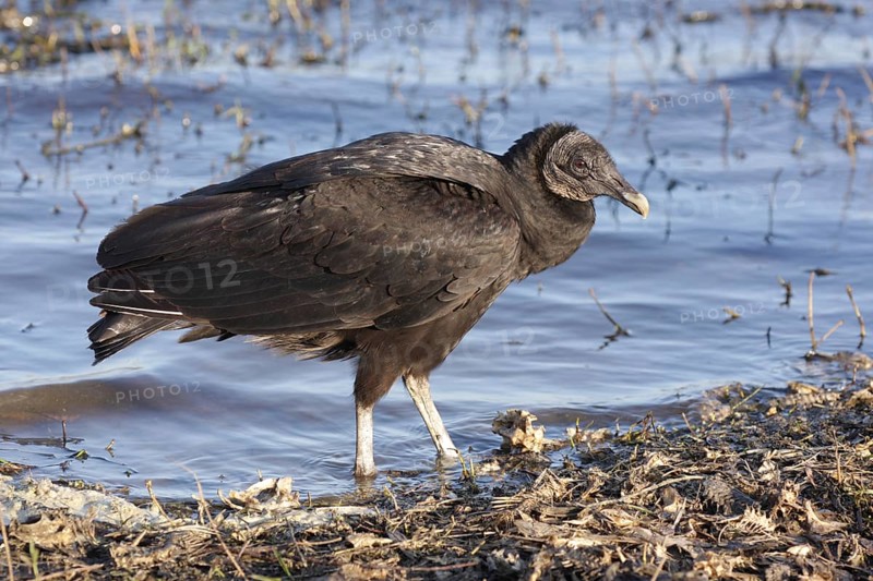 Black Vulture