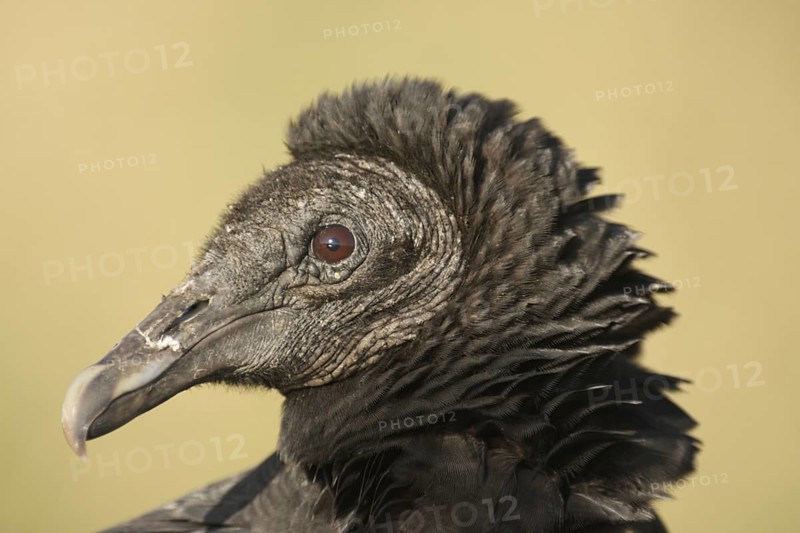 Portrait of Black Vulture