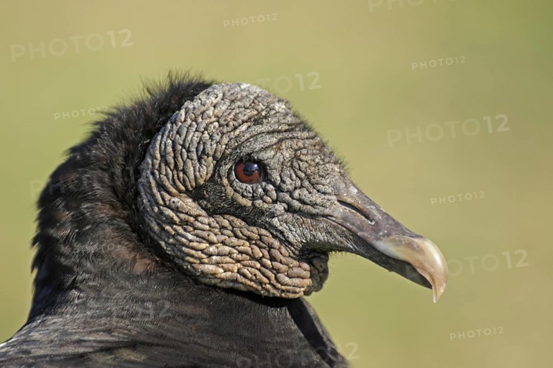 Portrait of Black Vulture