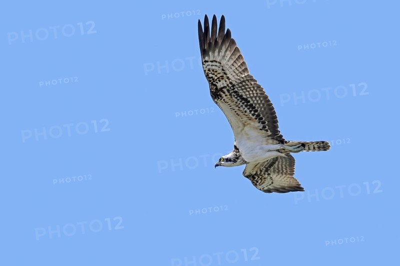 Western osprey