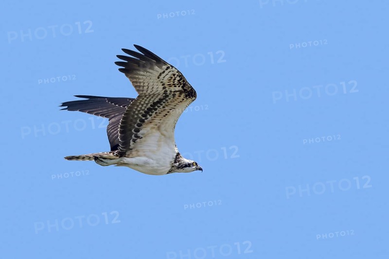 Western osprey