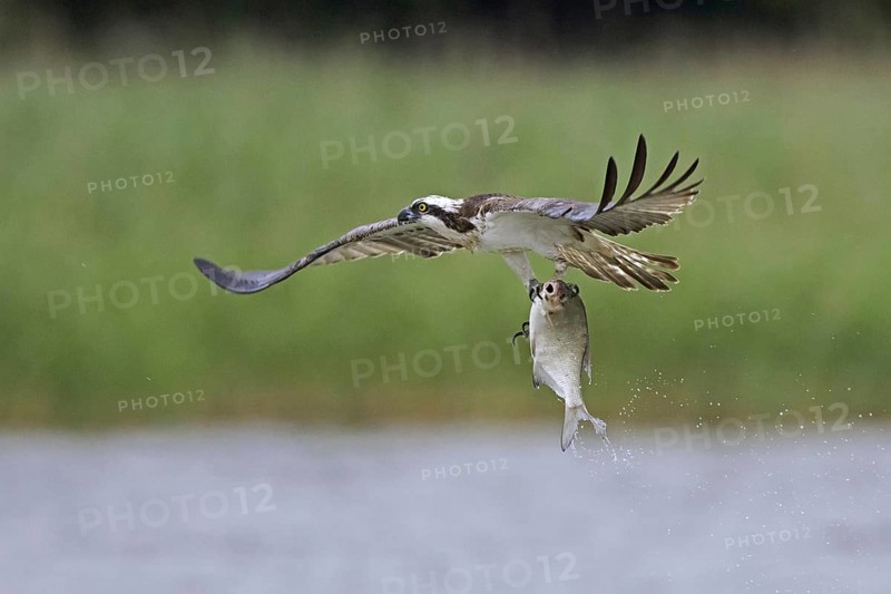 Western osprey