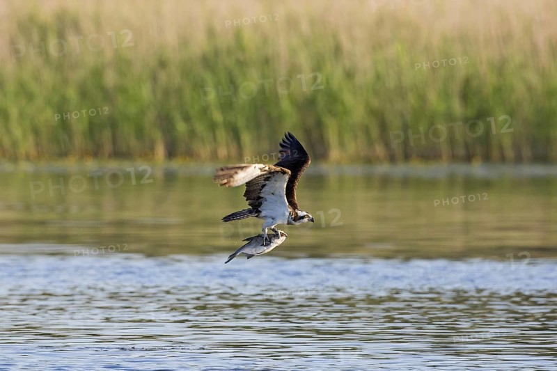 Western osprey
