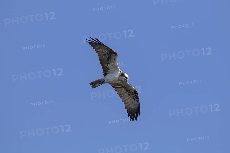Ringed Western osprey