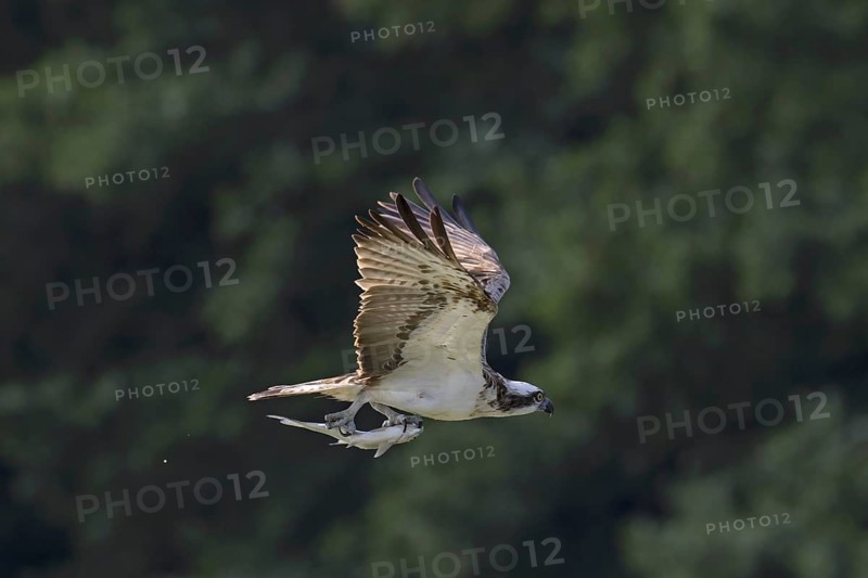 Western osprey