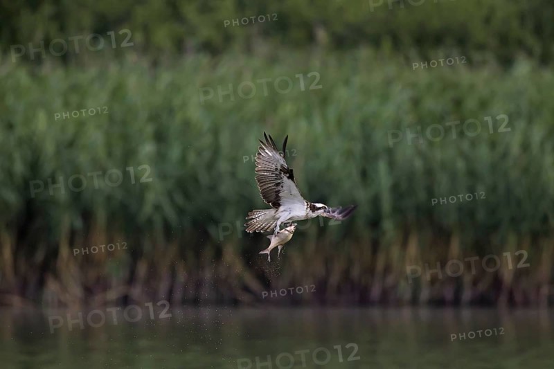 Ringed Western osprey