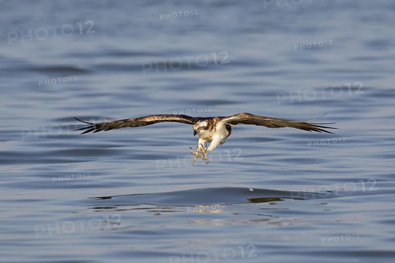 Western osprey