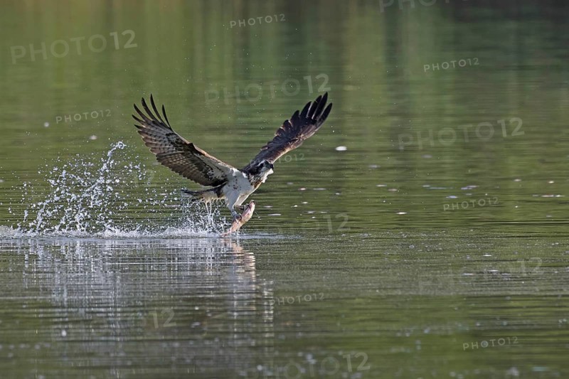 Western osprey