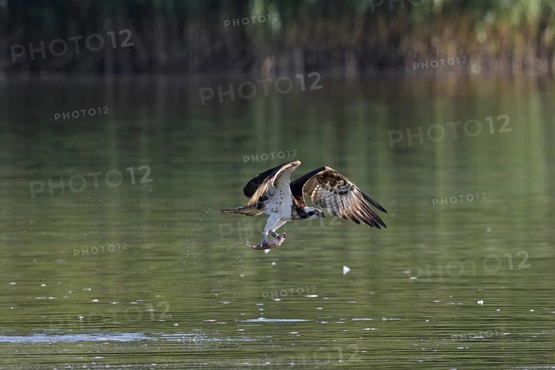 Western osprey