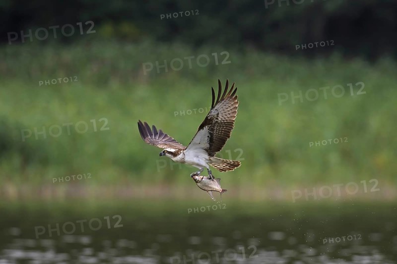 Ringed Western osprey