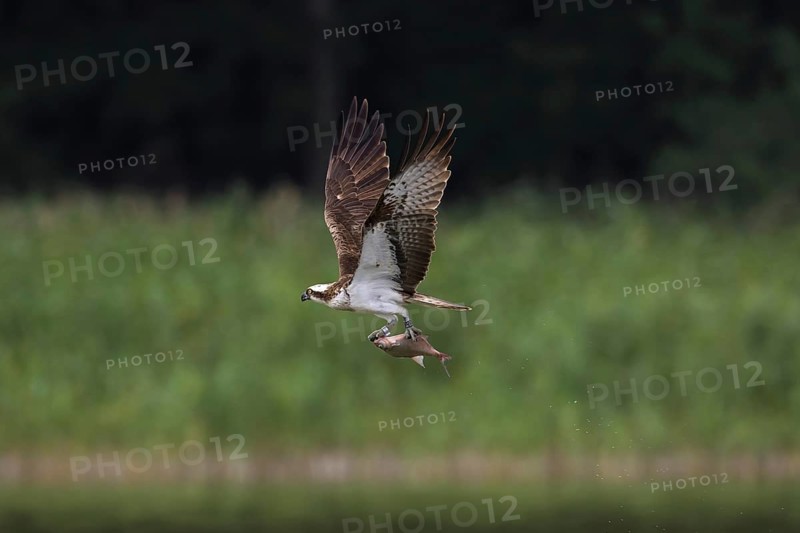 Ringed Western osprey