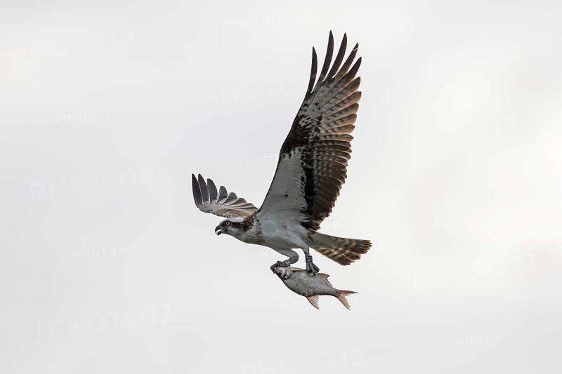 Ringed Western osprey
