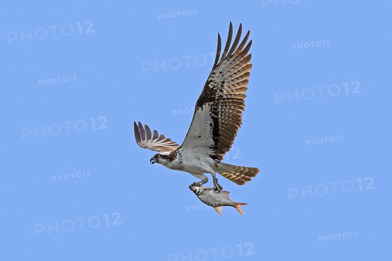 Ringed Western osprey