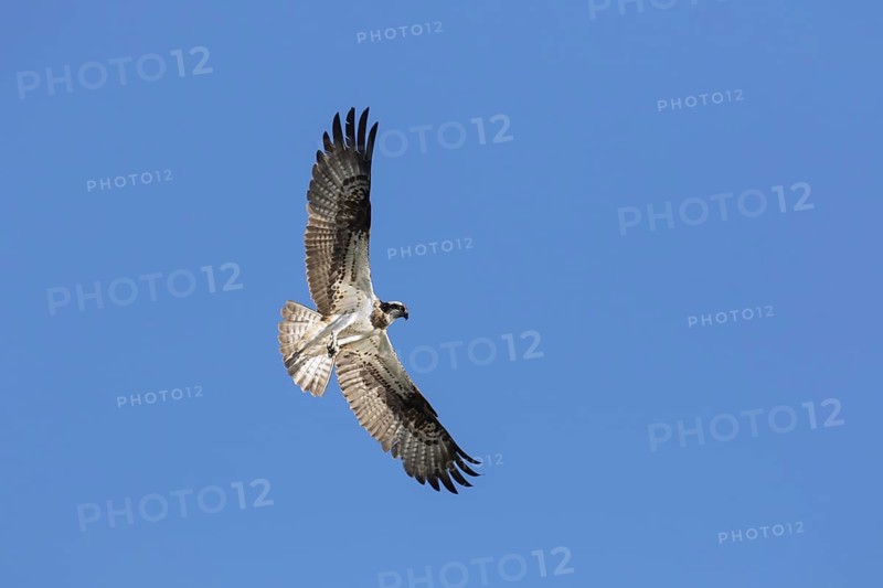 Western osprey