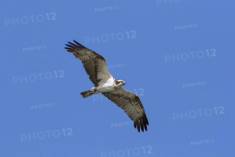 Banded Western osprey
