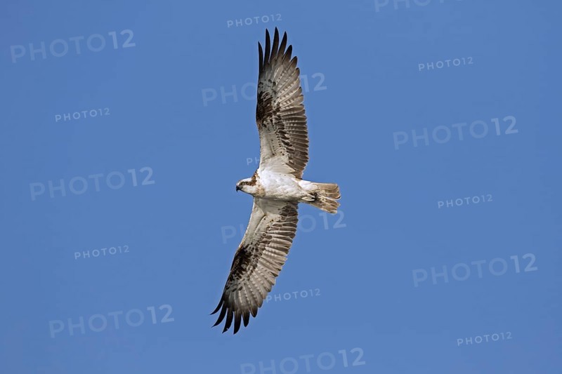 Western osprey
