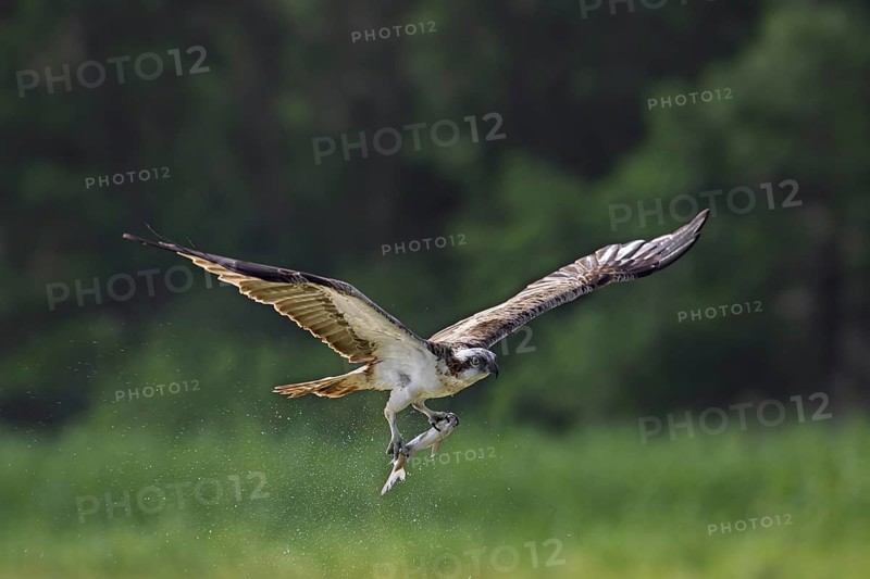Western osprey