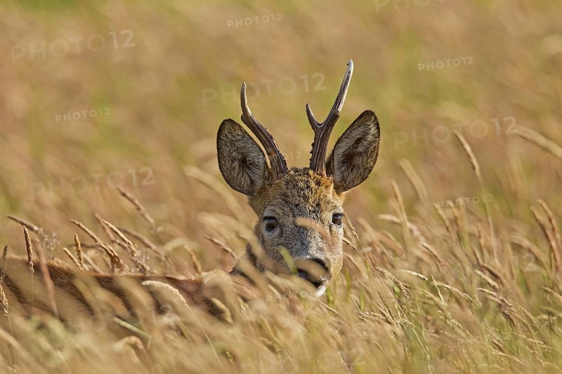 Roe deer
