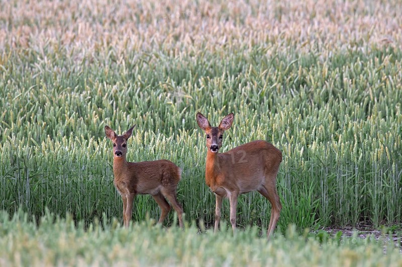 Roe deer