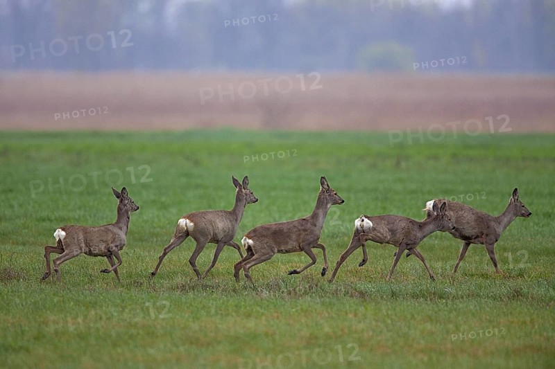 Roe deer