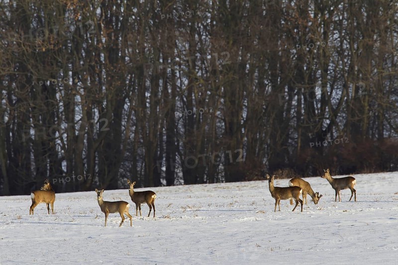 Roe deer