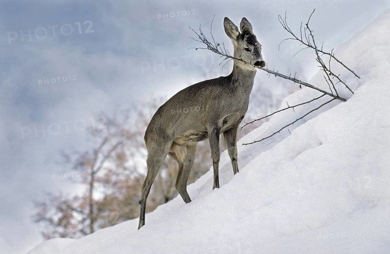 Roe deer