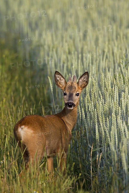 Roe deer