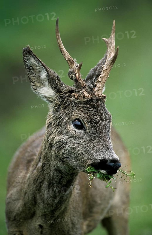 Roe deer