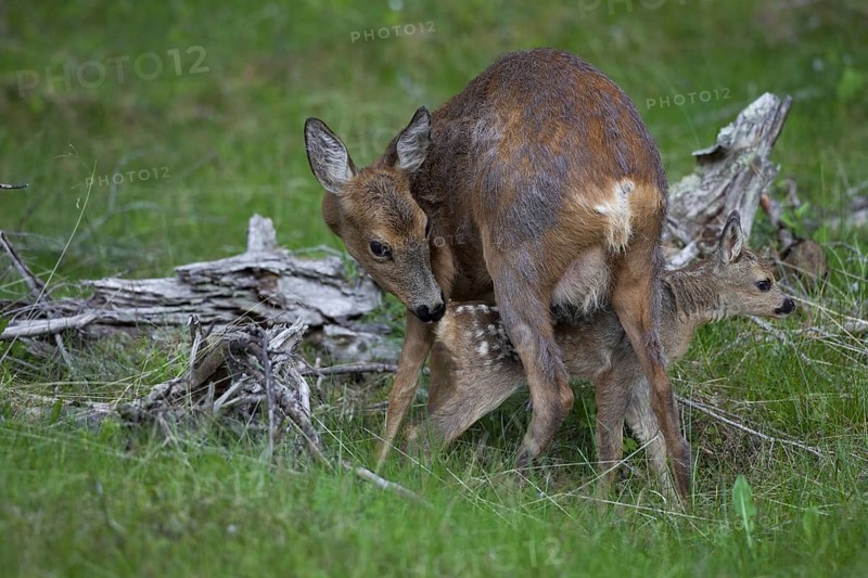 Roe deer