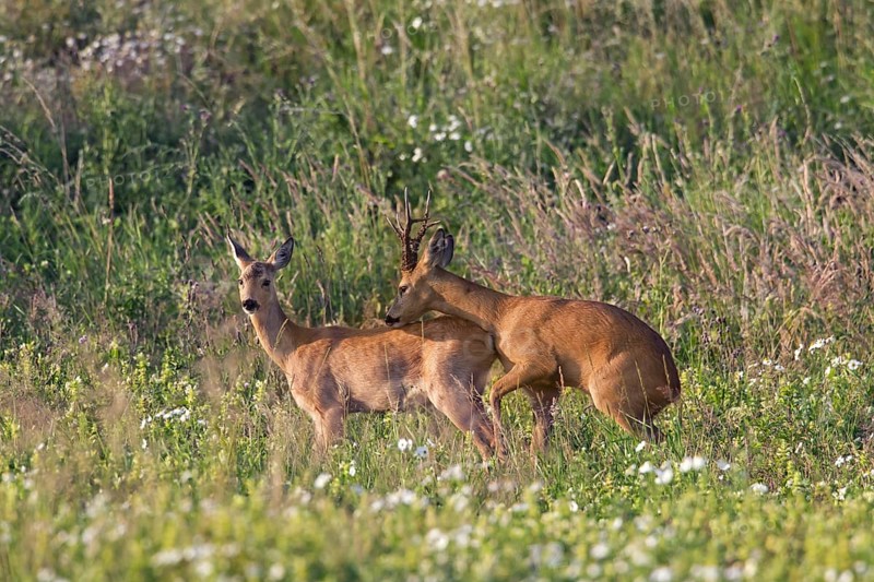 Roe deer