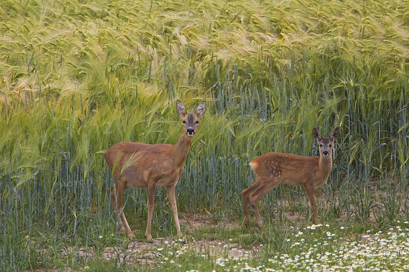 Roe deer