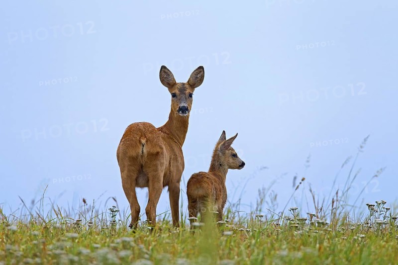 Roe Deer