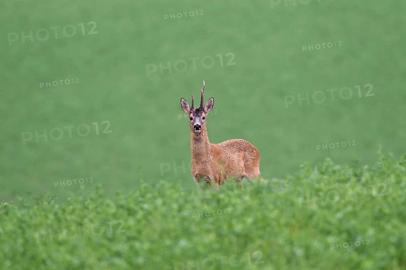 Roe deer