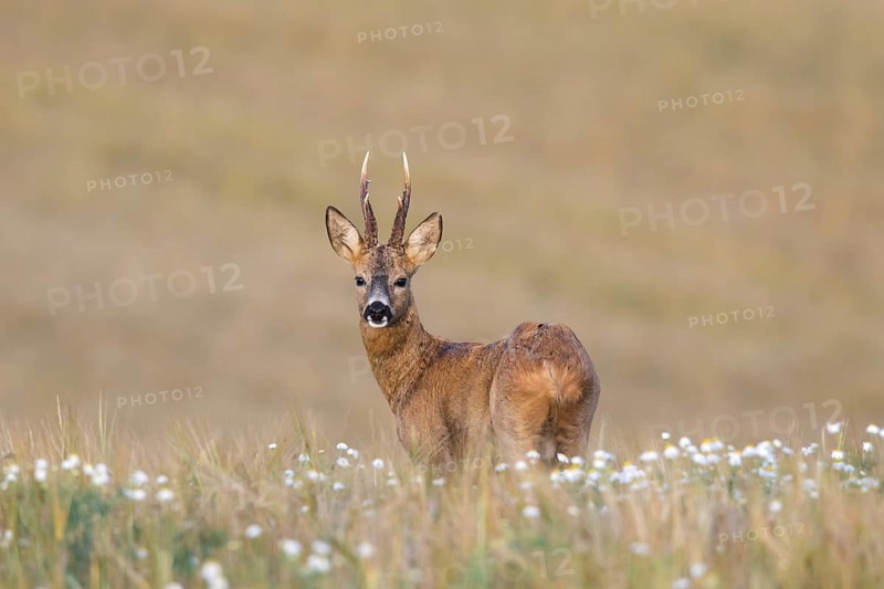 European roe deer