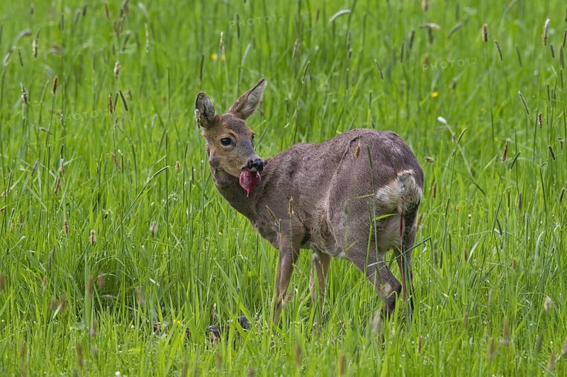 Roe Deer