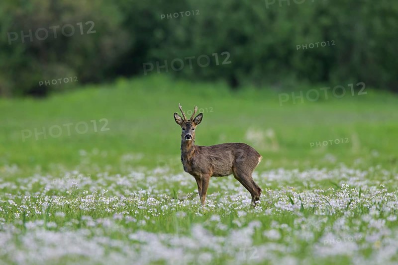 Roe deer