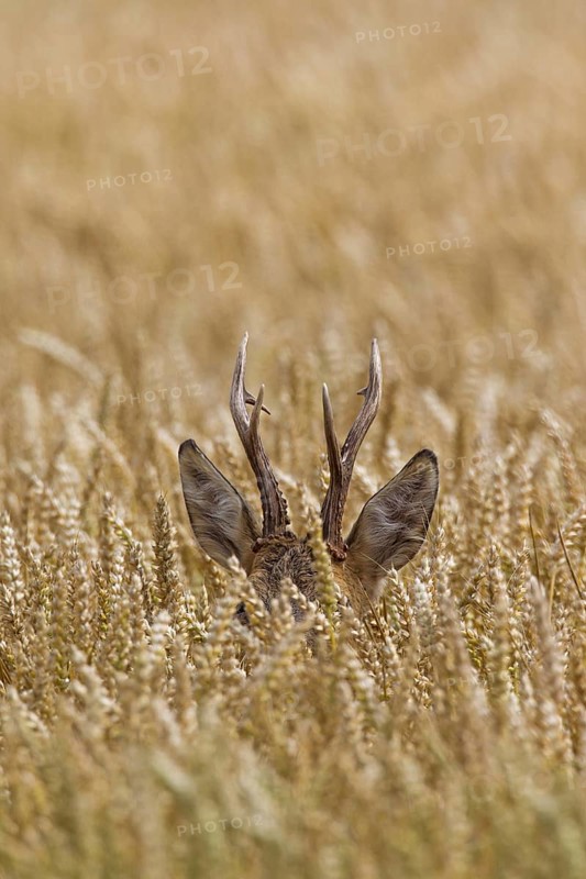 European roe deer