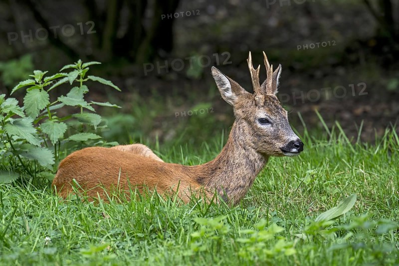 European roe deer
