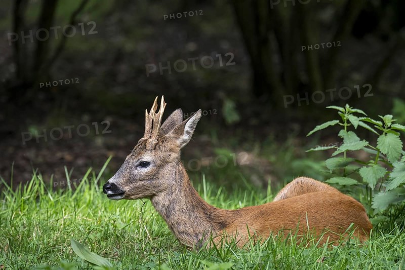 European roe deer