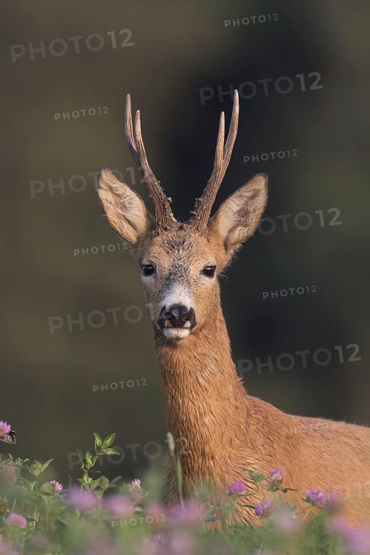 European roe deer