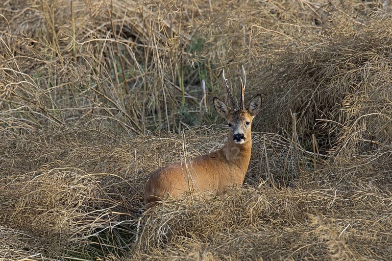 European roe deer